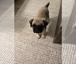 Small #1 Pug