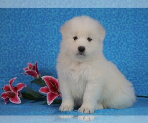 Samoyed Puppy for sale in FREDERICKSBG, OH, USA
