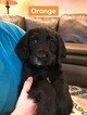 Small Photo #6 Labradoodle Puppy For Sale in CLINTON CNTY, OH, USA