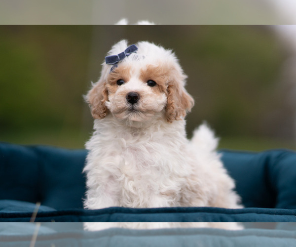 Medium Photo #3 Maltipoo (Miniature) Puppy For Sale in WARSAW, IN, USA