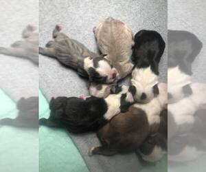 Boston Terrier Puppy for sale in ONSTED, MI, USA