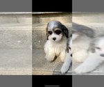Small Cockapoo