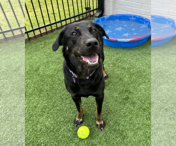 Medium Photo #21 Labrador Retriever-Unknown Mix Puppy For Sale in Fort Worth, TX, USA
