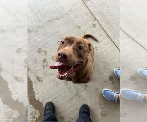 Chocolate Labrador retriever-Unknown Mix Dogs for adoption in Rockaway, NJ, USA