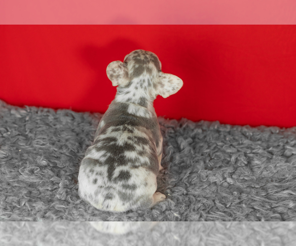 Medium Photo #5 French Bulldog Puppy For Sale in NAPPANEE, IN, USA