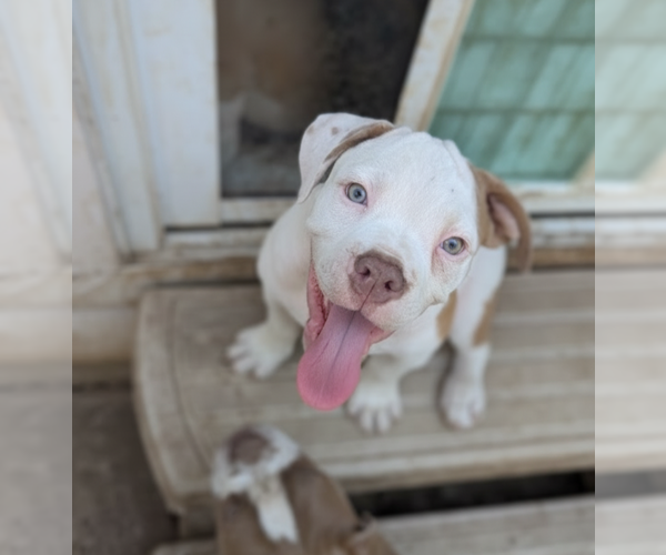 Medium Photo #5 Olde English Bulldogge Puppy For Sale in AUSTIN, TX, USA