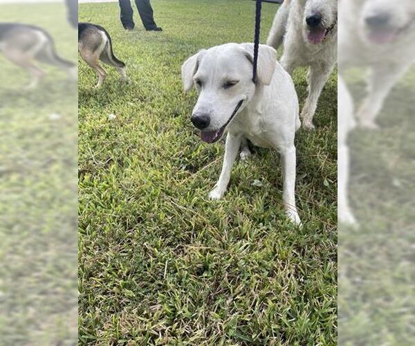 Medium Photo #1 Labrador Retriever Puppy For Sale in Houston, TX, USA