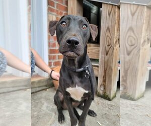 Labrador Retriever-Unknown Mix Dogs for adoption in Oakhurst, NJ, USA
