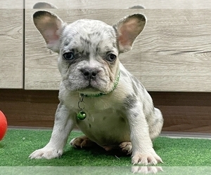 French Bulldog Puppy for sale in NEW YORK, NY, USA