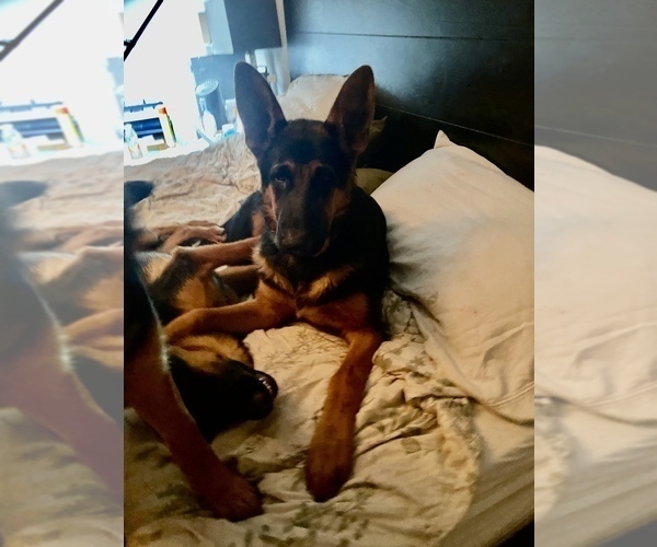 Full screen Photo #1 German Shepherd Dog Puppy For Sale in HOUSTON, TX, USA