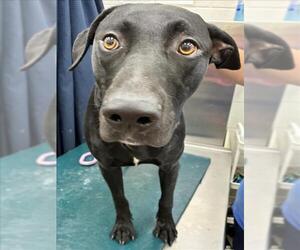 Labrador Retriever Dogs for adoption in Mobile, AL, USA