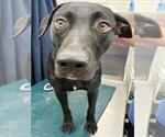 Small Labrador Retriever