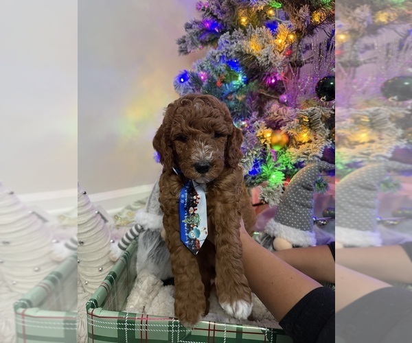 Medium Photo #2 Goldendoodle mix (+ Poodle Miniature) Puppy For Sale in BRONX, NY, USA