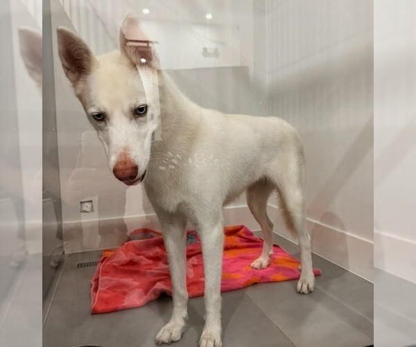 Medium Photo #2 Siberian Husky-Unknown Mix Puppy For Sale in Oakland Park, FL, USA