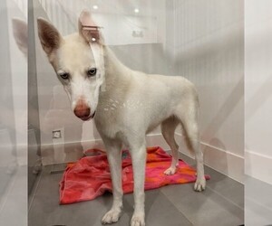 Siberian Husky-Unknown Mix Dogs for adoption in Oakland Park, FL, USA