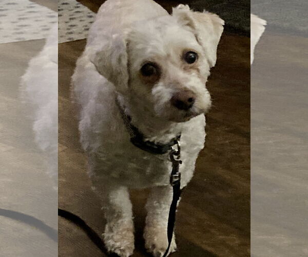 Medium Photo #2 Poodle (Miniature)-Unknown Mix Puppy For Sale in Rootstown, OH, USA