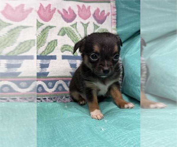 Medium Photo #2 Chihuahua Puppy For Sale in LONG BEACH, CA, USA