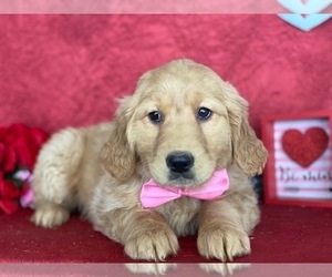 Golden Retriever Puppy for sale in LANCASTER, PA, USA