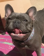 Mother of the French Bulldog puppies born on 11/07/2018