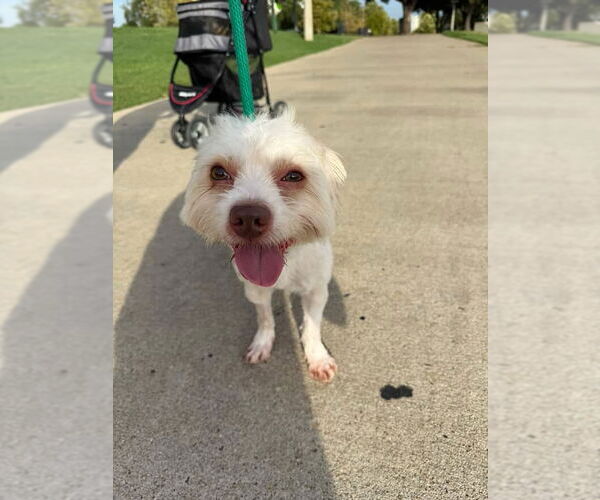 Medium Photo #8 Mutt Puppy For Sale in Houston, TX, USA