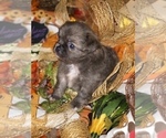 Small Photo #1 Chihuahua Puppy For Sale in RAWSONVILLE, MI, USA