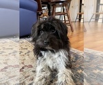 Small Photo #1 Cavanese Puppy For Sale in WEST POINT, VA, USA