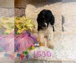 Image preview for Ad Listing. Nickname: PASLEY