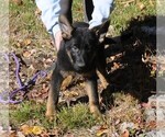 Small Photo #12 German Shepherd Dog Puppy For Sale in NORTHWOOD, NH, USA