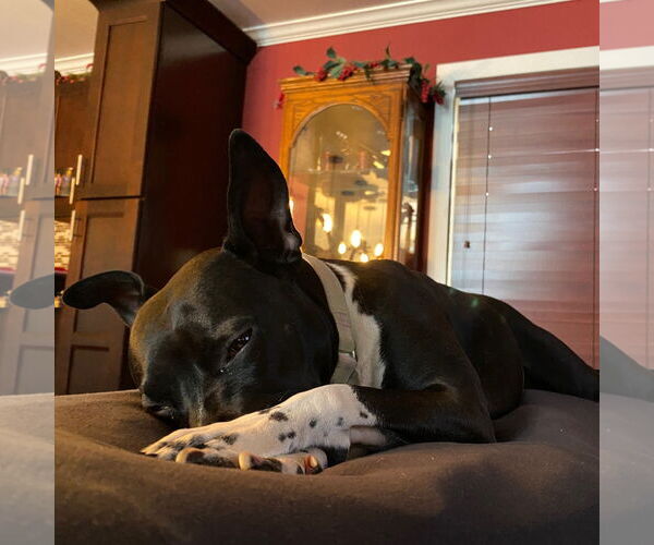 Medium Photo #9 American Pit Bull Terrier-Unknown Mix Puppy For Sale in Fargo, ND, USA