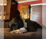 Small #8 American Pit Bull Terrier Mix
