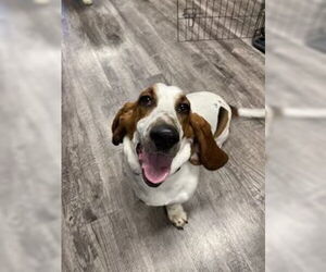 Gus (West Sacramento) - Male Basset Hound Dog for Adoption - Photo #2