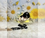 Small #4 ShihPoo