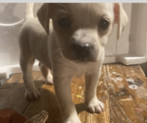 Pomeranian Puppy for sale in BEVERLY HILLS, CA, USA