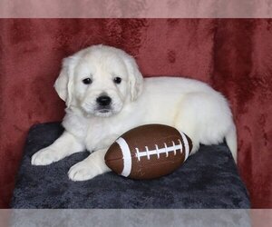 English Cream Golden Retriever Puppy for sale in FREDERICKSBG, OH, USA