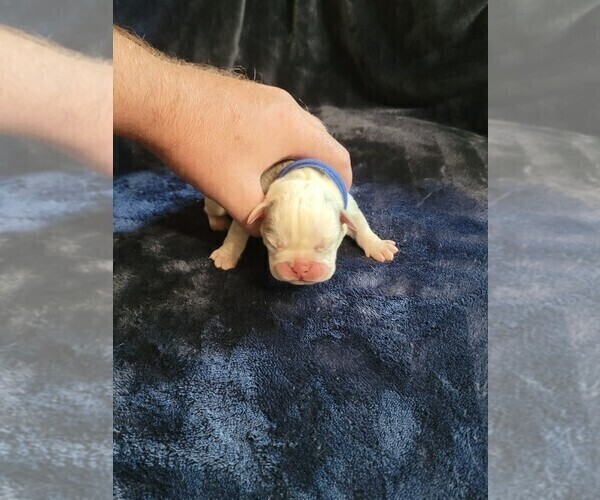 Medium Photo #6 Olde English Bulldogge Puppy For Sale in HAMLER, OH, USA