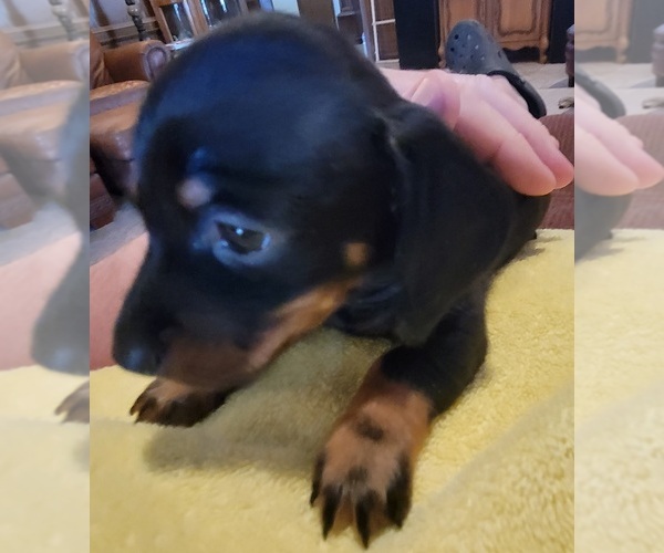 Medium Photo #1 Dachshund Puppy For Sale in EL RENO, OK, USA
