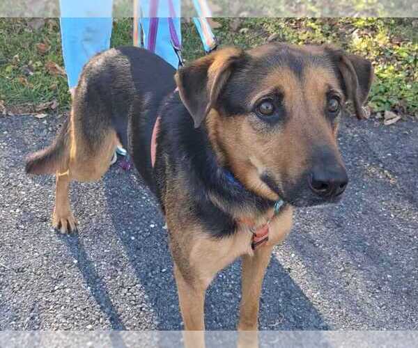 Medium Photo #2 German Shepherd Dog-Unknown Mix Puppy For Sale in Silver Spring, MD, USA