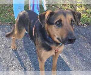 Demi - Female German Shepherd Dog-Unknown Mix Dog for Adoption - Photo #2