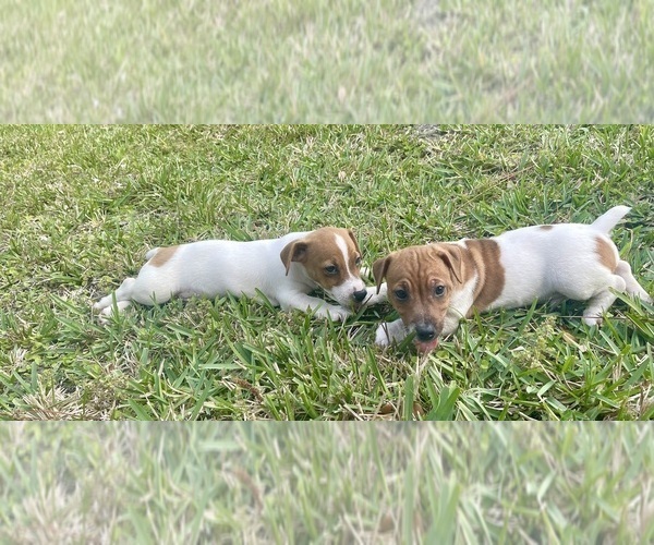 Medium Photo #27 Jack Russell Terrier Puppy For Sale in FORT PIERCE, FL, USA