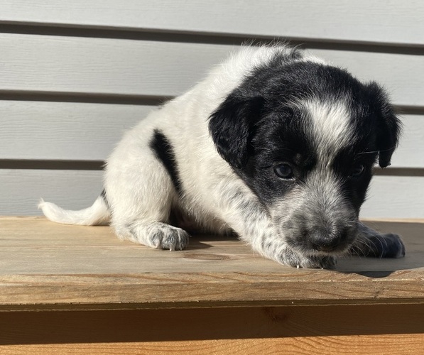 Medium Photo #23 Australian Cattle Dog Puppy For Sale in SMITHS CREEK, MI, USA