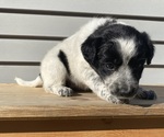 Mickey - Female Australian Cattle Dog Puppy for Sale - Photo #23