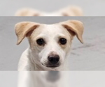 Small #4 Jack Russell Terrier Mix