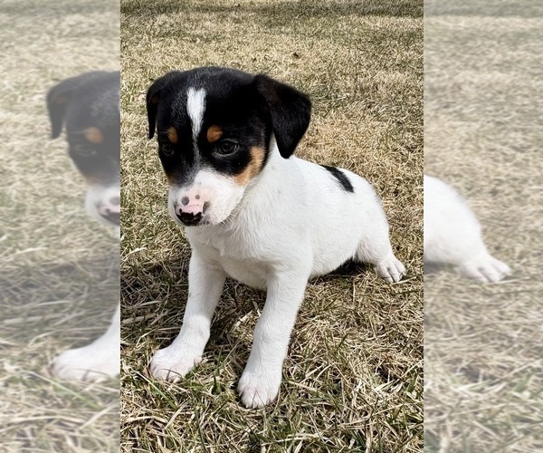 Medium Photo #4 Jack Russell Terrier Puppy For Sale in FAIR HAVEN, MI, USA