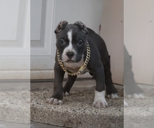 American Bully Puppy for sale in CHAMPAIGN, IL, USA