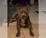 Small #5 Bulldog-Staffordshire Bull Terrier Mix