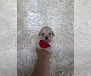 Poodle (Toy) Puppy for Sale in JEFFERSONVILLE, Indiana USA