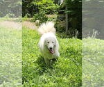 Small #2 Great Pyrenees Mix