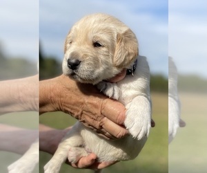 Labradoodle Puppy for Sale in OCHLOCKNEE, Georgia USA
