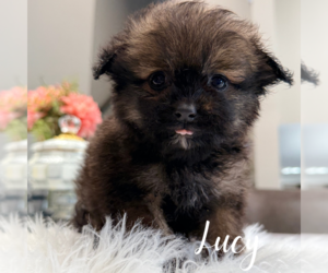 Pomapoo (Standard) Puppy for sale in ADDISON, IL, USA