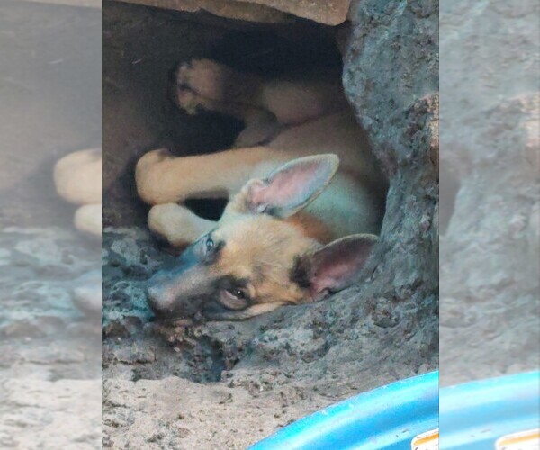 Medium Photo #4 German Shepherd Dog Puppy For Sale in ORLANDO, FL, USA